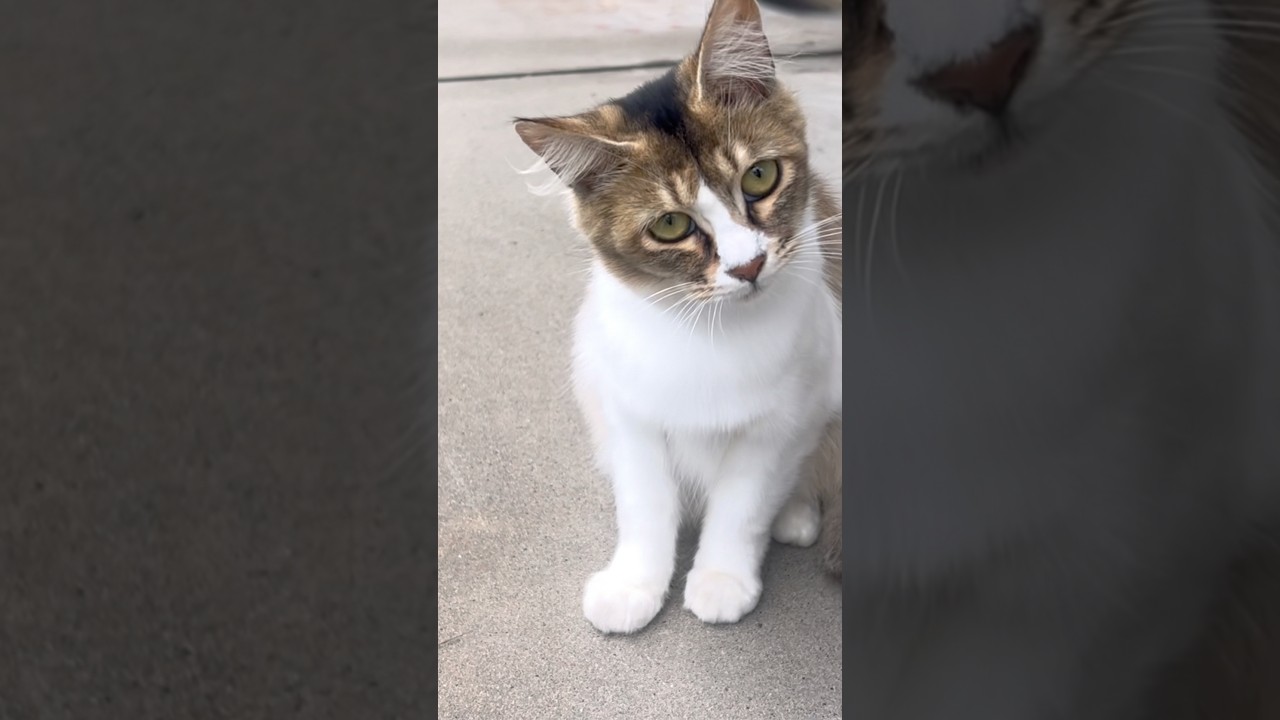 カメラを嫌がって逃げる猫#子猫#ねこ#ネコ - YouTube