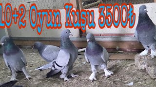 10+2 Oyun Kuşu 3500Pey. Watsap.545.550.0192
