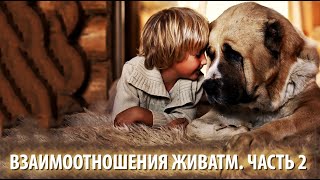 Взаимоотношения Живатм в животном царстве Природы. Часть 2.