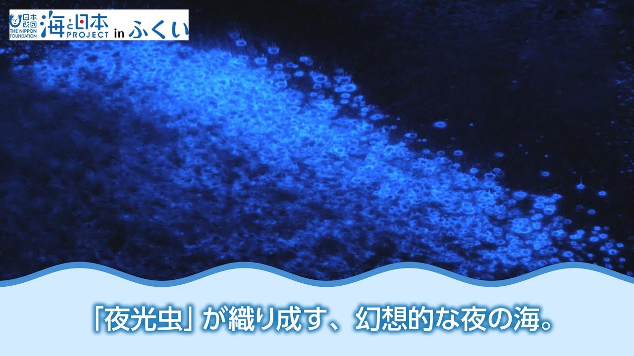 幻想的 夜光虫で光る海 日本財団 海と日本project In ふくい 18 03 Youtube