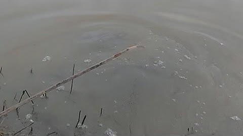 375 . Cắm Câu Cá Lóc Mồi Nhái Đêm Bơm Xạ Trúng Mánh Cần Nào Cũng Dính | Đất Long An | fishing