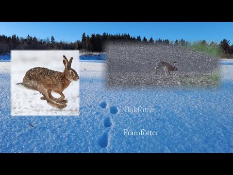 Video: Hur man gör kycklingfoder: 9 steg (med bilder)