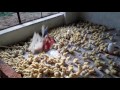 My poultry farm in my village. - YouTube