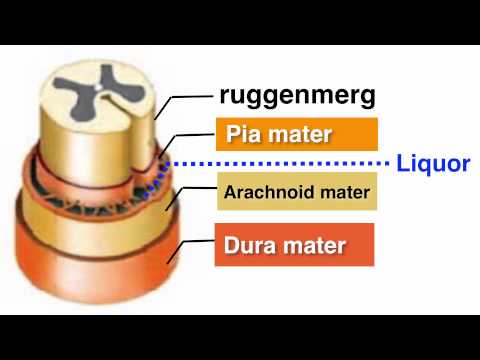 Video: KARS-gerelateerde Ziekten: Progressieve Leuko-encefalopathie Met Hersenstam En Ruggenmergcalcificaties Als Nieuw Fenotype En Een Literatuuroverzicht