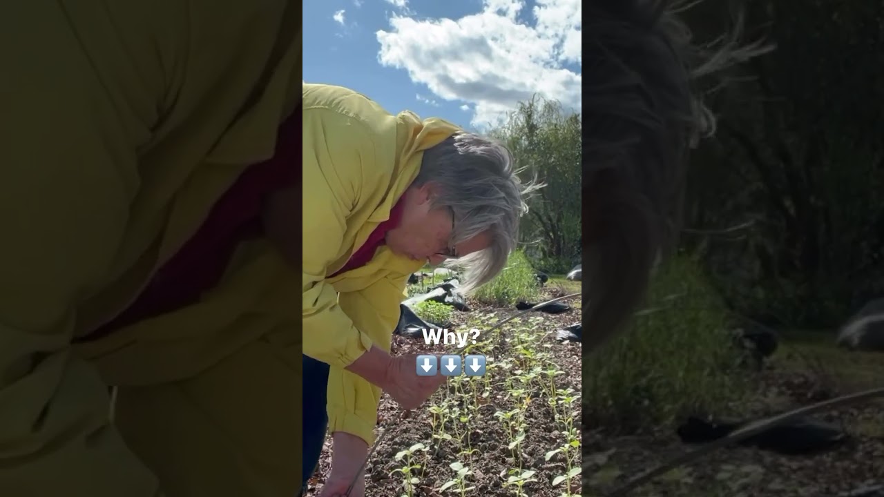 Winter and spring wind whipping is a real problem on my flower farm