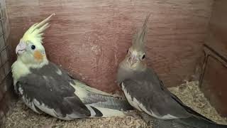 cockatiel chick