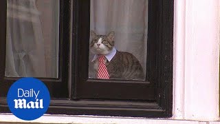 Julian Assange's pet cat is spotted wearing a collar and tie - Daily Mail