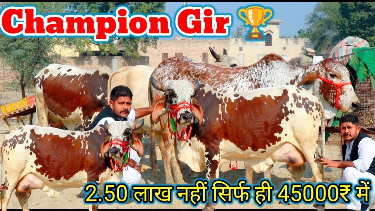 स्टाम्प पेपर वाली गारंटी 👌 20 किलो दूध की 45000₹ में खरीदो शुद्ध थारपारकर ✨ अनमोल रत्न जैसी 3 गाय 💫