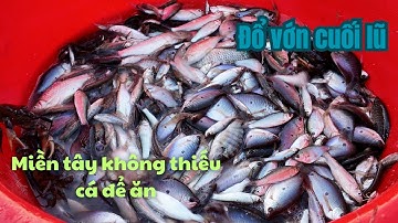 MIỀN TÂY KHÔNG SỢ THIẾU CÁ ĐỂ ĂN CHỈ CẦN BIẾT CÁCH KIẾM CƠM: ĐỔ VỚN CUỐI MÙA LŨ