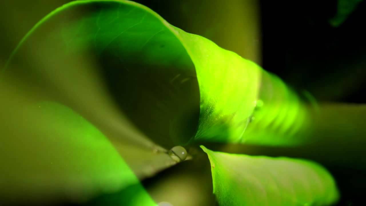 Los territorios de la mente ~ Thich Nhat Hanh