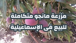 مزرعة مانجو اجنبى من الطراز الفريد للبيع فى وادى الملاك بالاسماعيلية