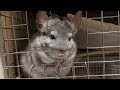【チンチラ】新しい家族を紹介するよ