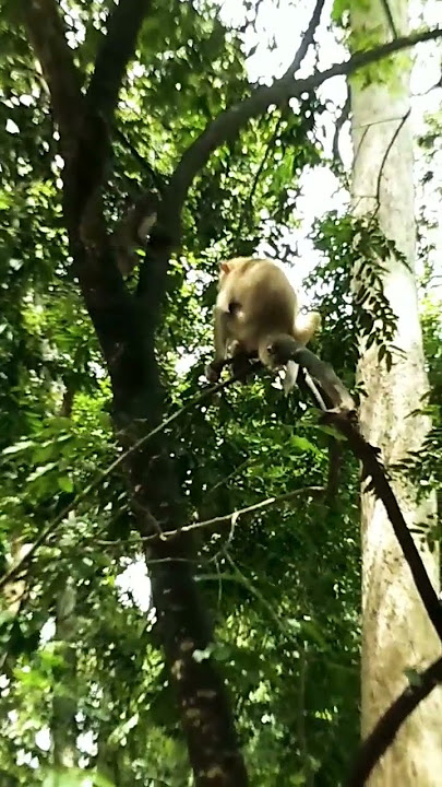 There are Monky#video  animals