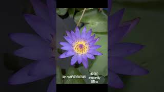 Download Lagu #waterlily #sale #garden #aquatic #flowers #waterlilycare #viral #trending #mansoon MP3 Download Lagu #waterlily #sale #garden #aquatic #flowers #waterlilycare #viral #trending #mansoon MP3