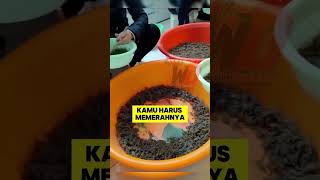 Racun kalajengking termahal🤯