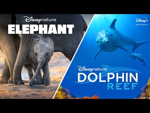 Disneynature’s Elephant &amp; Dolphin Reef | Official Trailer | Disney+