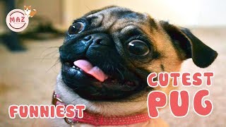 Funny &amp; Cute Pug - Try Not To Laugh | Cute and Funny Pet Videos 2019