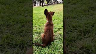 Irish Terriers of South Africa by Ailimick Irish Terriers Southern Africa 61 views 1 year ago 1 minute, 5 seconds