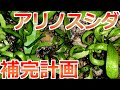 新企画【アント共生計画】始動（その１）