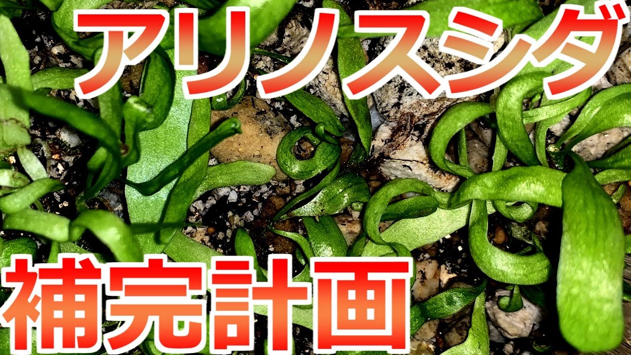 新企画【アント共生計画】始動（その１）