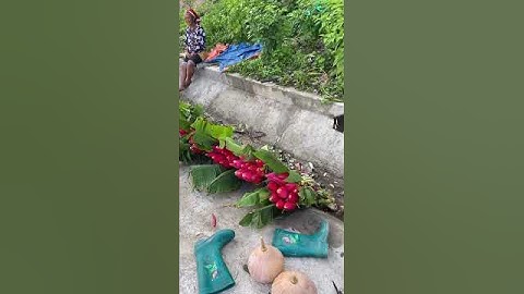 hoa chuối rừng#shorts