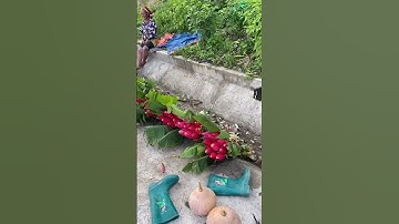 hoa chuối rừng#shorts