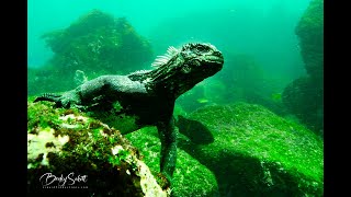 Galapagos Marine Iguanas Underwater