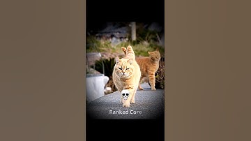 The REAL catwalk 🔥🐾