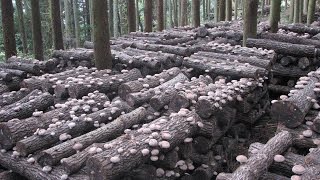 Как начать грибной бизнес ? Mushroom Shiitake Как начать грибной бизнес ? Mushroom Shiitake