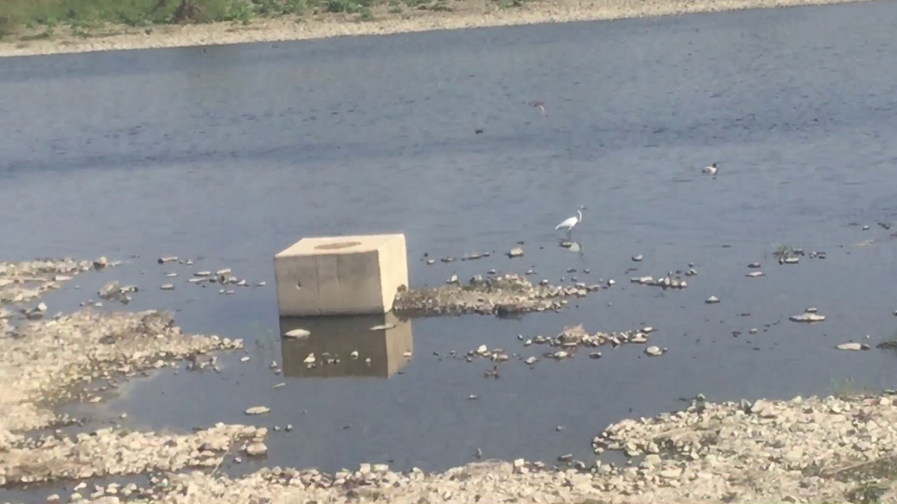 Burung belibis banyak banget 