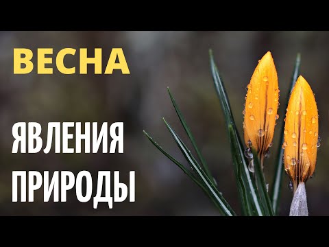 Явления природы весной. Явления в живой и неживой природе.