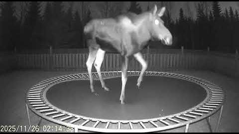 What is happening?! 😲 Send us a DM with your own incredible animal video.