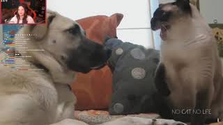 Pqueen Kedi Ve Köpek Videoları Izliyor