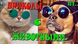 Приколы с животными - СМЕШНЫЕ КОТЫ И СОБАКИ 2019