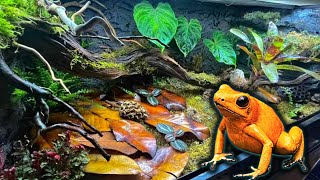 Poison Dart Frog Bioactive Vivarium Build (Step By Step) Terribilis