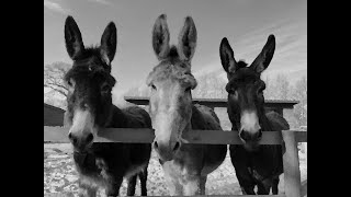 Three Mules   Al Stewart