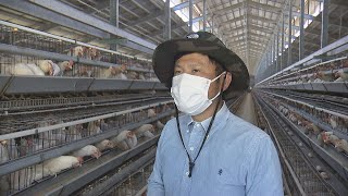 老舗養鶏場の「こだわり卵」の現場にも【コロナの影響】が… 卵を救うために若手・ベテラン社員の思いが一つに。