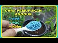 Cara Pemupukan Anggur | Agar Tumbuh Subur dan Cepat Berbuah