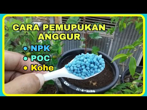 Video: Pemupukan Anggur - Pelajari Tentang Makanan Tanaman Untuk Anggur