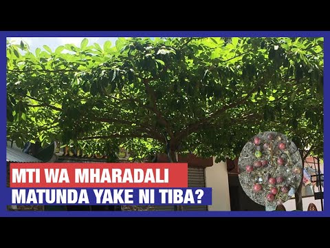 Video: Je, unaenezaje mwerezi unaolia wa Alaska?