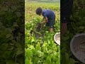 Traditional Village Fishing With Hand. Asian Village Old Hand Fishing Idea #shorts #handfish