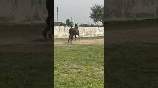 Ghora Noor ul Basar Beautiful horse Nezabazi Chalbaz