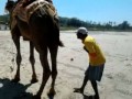 Funny clip with camel pratik borkar friend