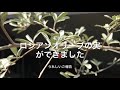 悩める家庭菜園〜ロシアンオリーブに実ができました❤️