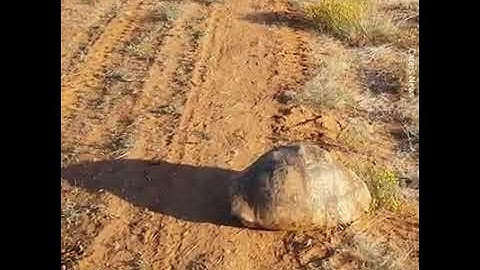 Cheetah Gets Spooked Out By Tortoise Hiding In Its Shell