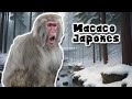 Macaco Japonés: Los Monos de Nieve de Japón - Documental de animales