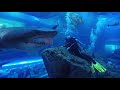 Shark dive dubai aquarium  close encounter