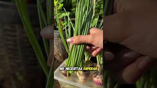 “Hidroponia desde cero: cómo cultivar alimentos sin tierra, ahorrar en comida
