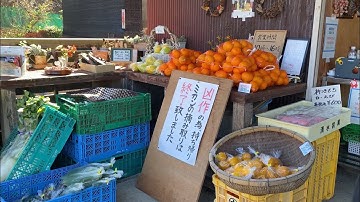 🍊 Khám phá vườn cam nông thôn Nhật, Shochan mê quên đường về! 🇯🇵