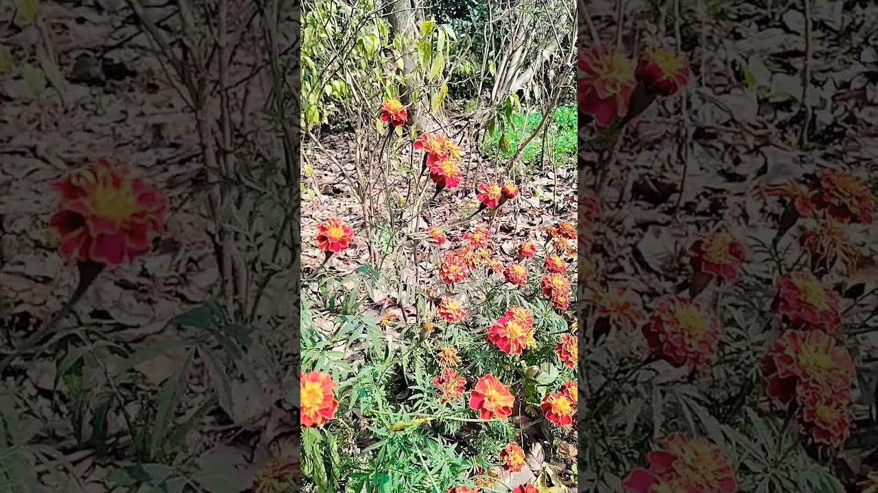 আমায় ছাইড়া যাওনা#  short song#